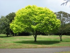 Bright_green_tree_-_Waikato-300x225[1]